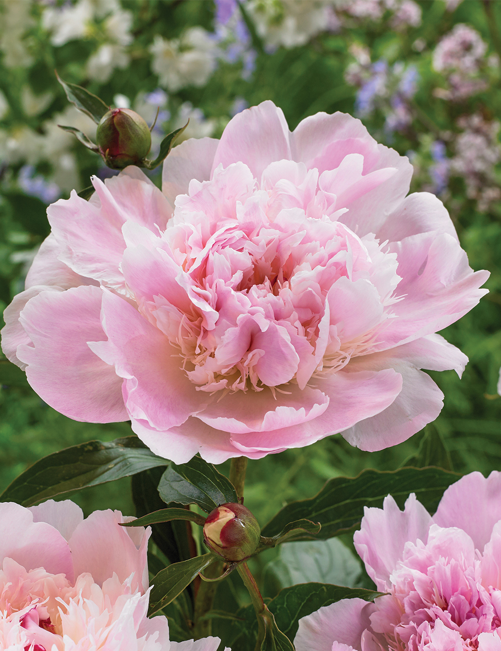 Peony 'Alertie'