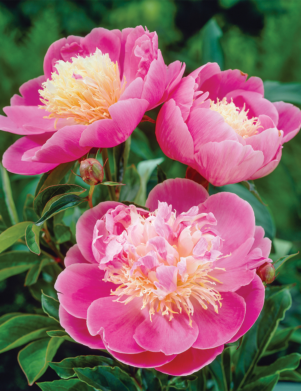 Peony 'Bowl of Beauty'
