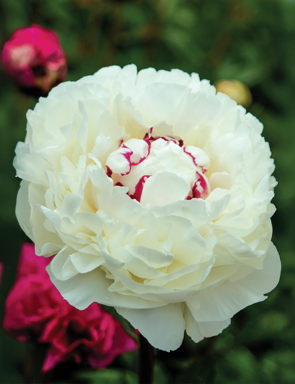 Peony 'Boule de Neige'