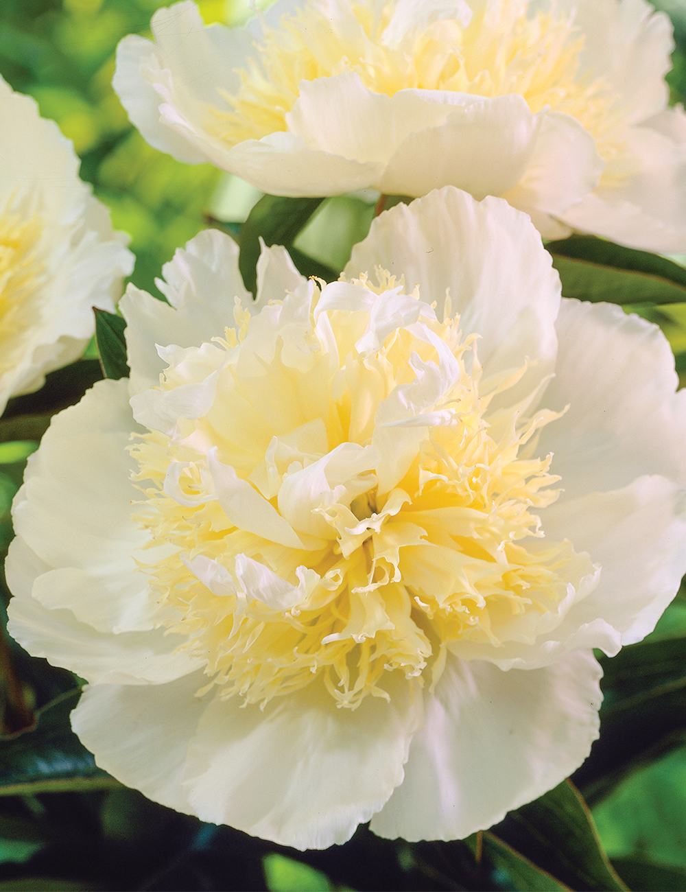 Peony 'Cheddar Supreme'