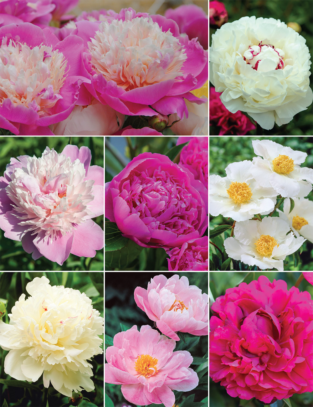 Peonies Collection No 1