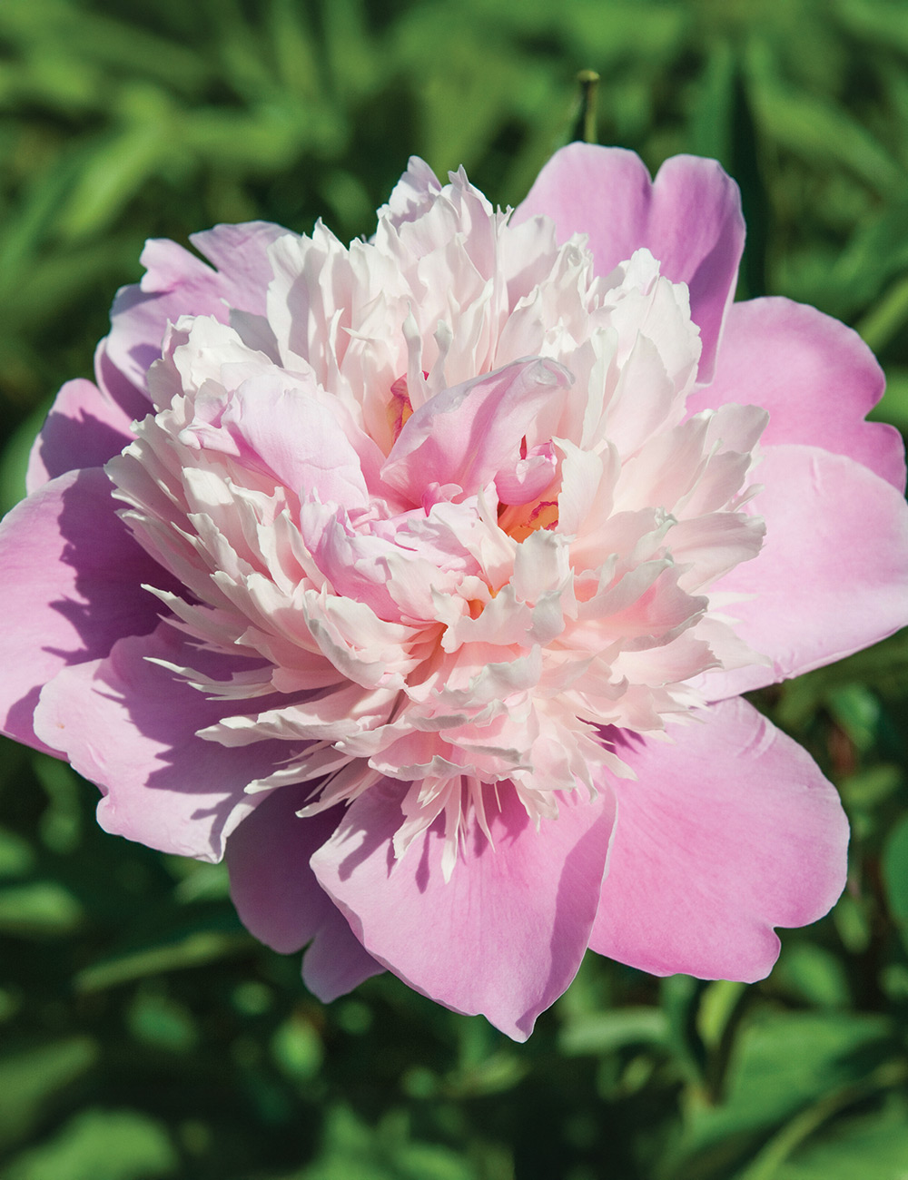 Peony 'Early Delight'