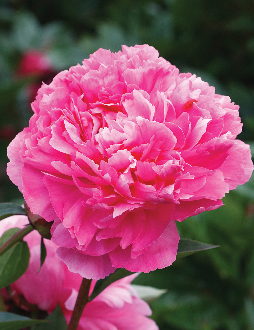 Peony 'Emma Klehm'