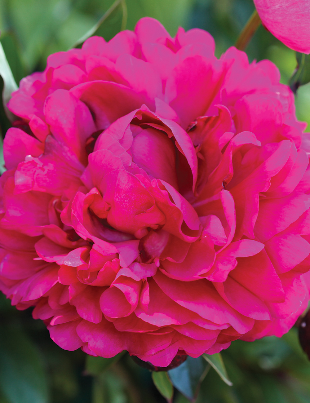 Peony 'Madame Jos Odier'