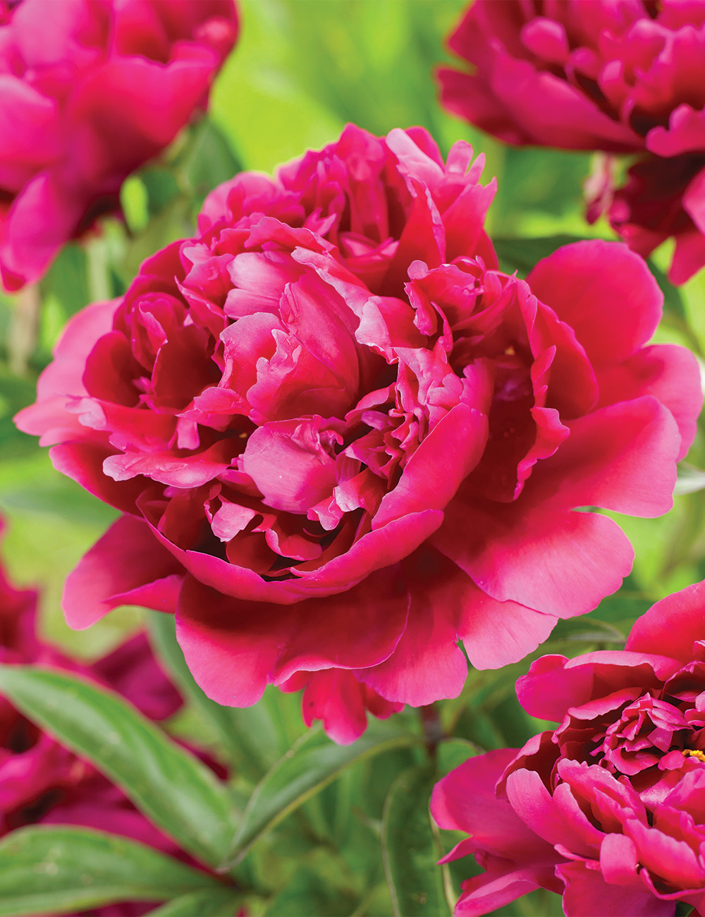 Peony 'Karl Rosenfield'