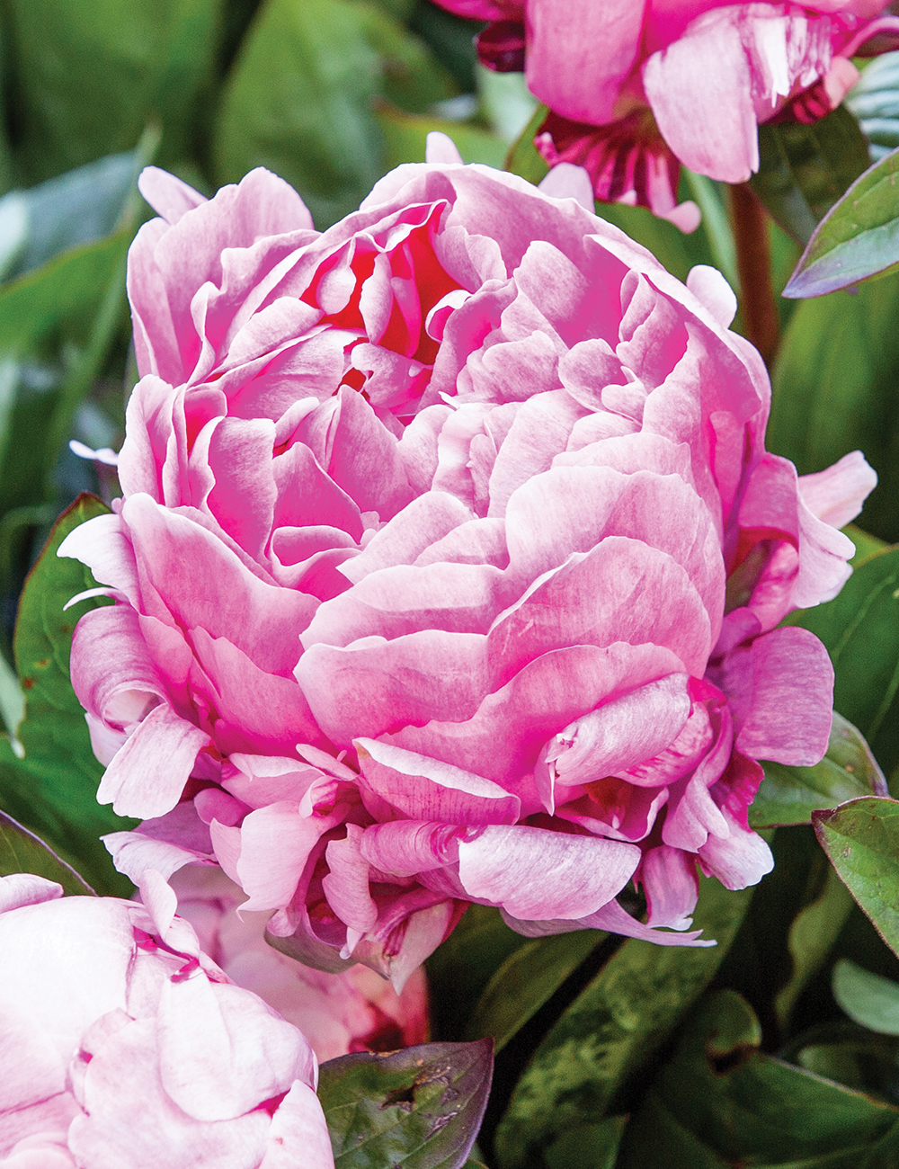 Peony 'Lady Alexandra Duff'