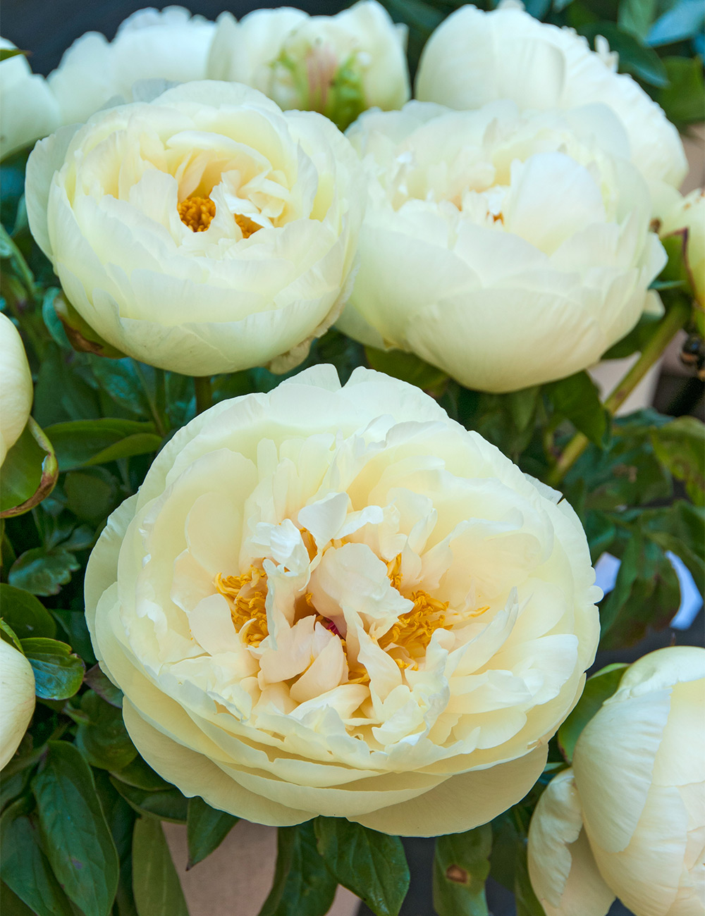 Peony 'Lemon Chiffon'