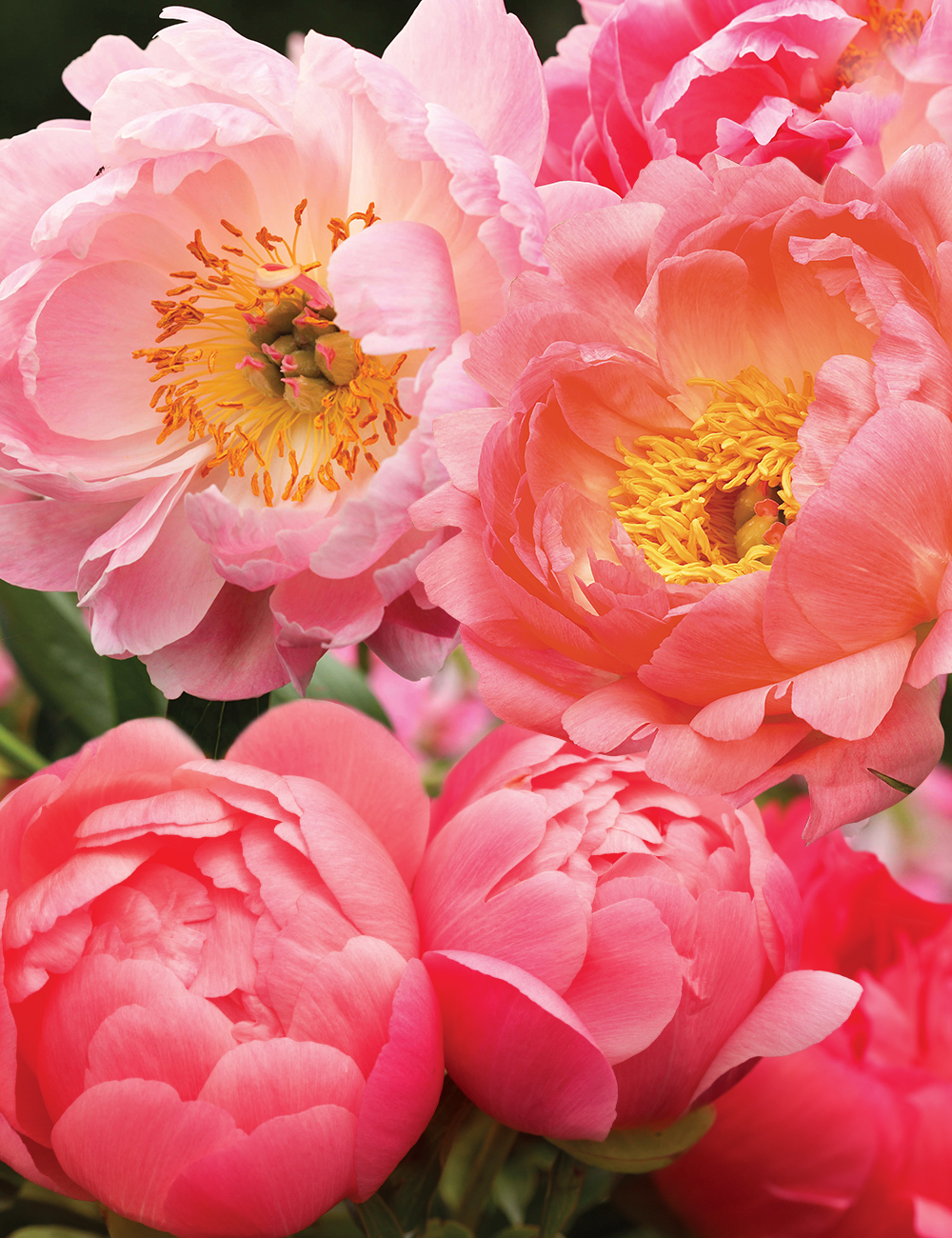Mixed Coral Peonies
