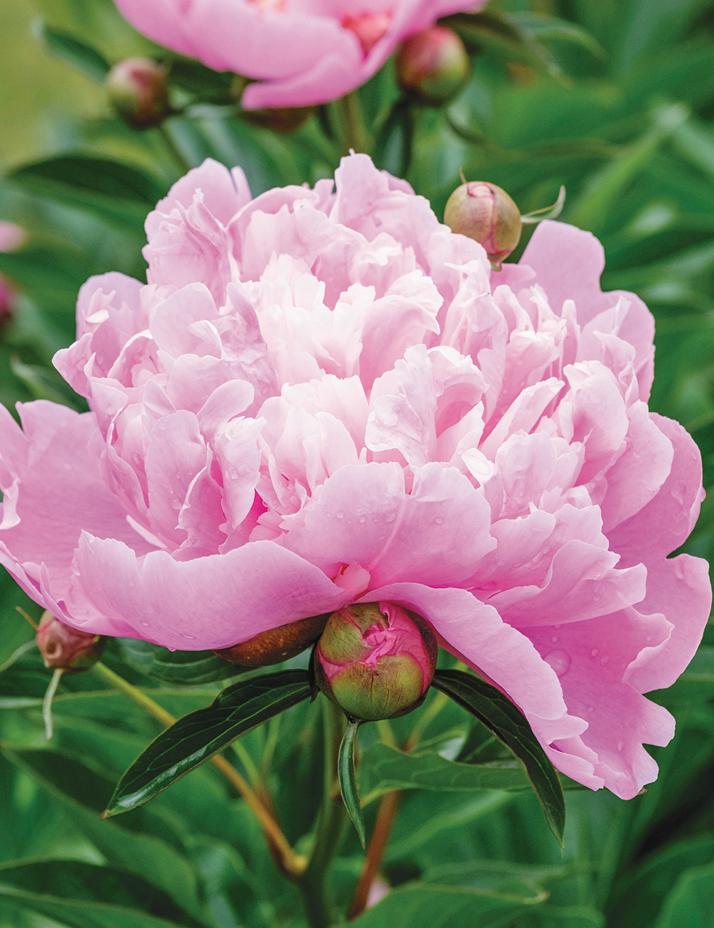 Peony 'Monsieur Jules Elie'