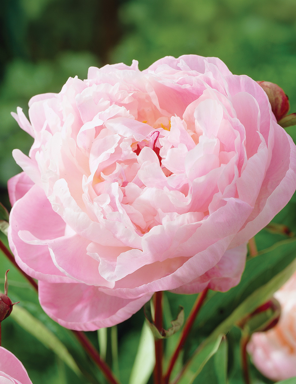 Peony 'Miss Melbourne'