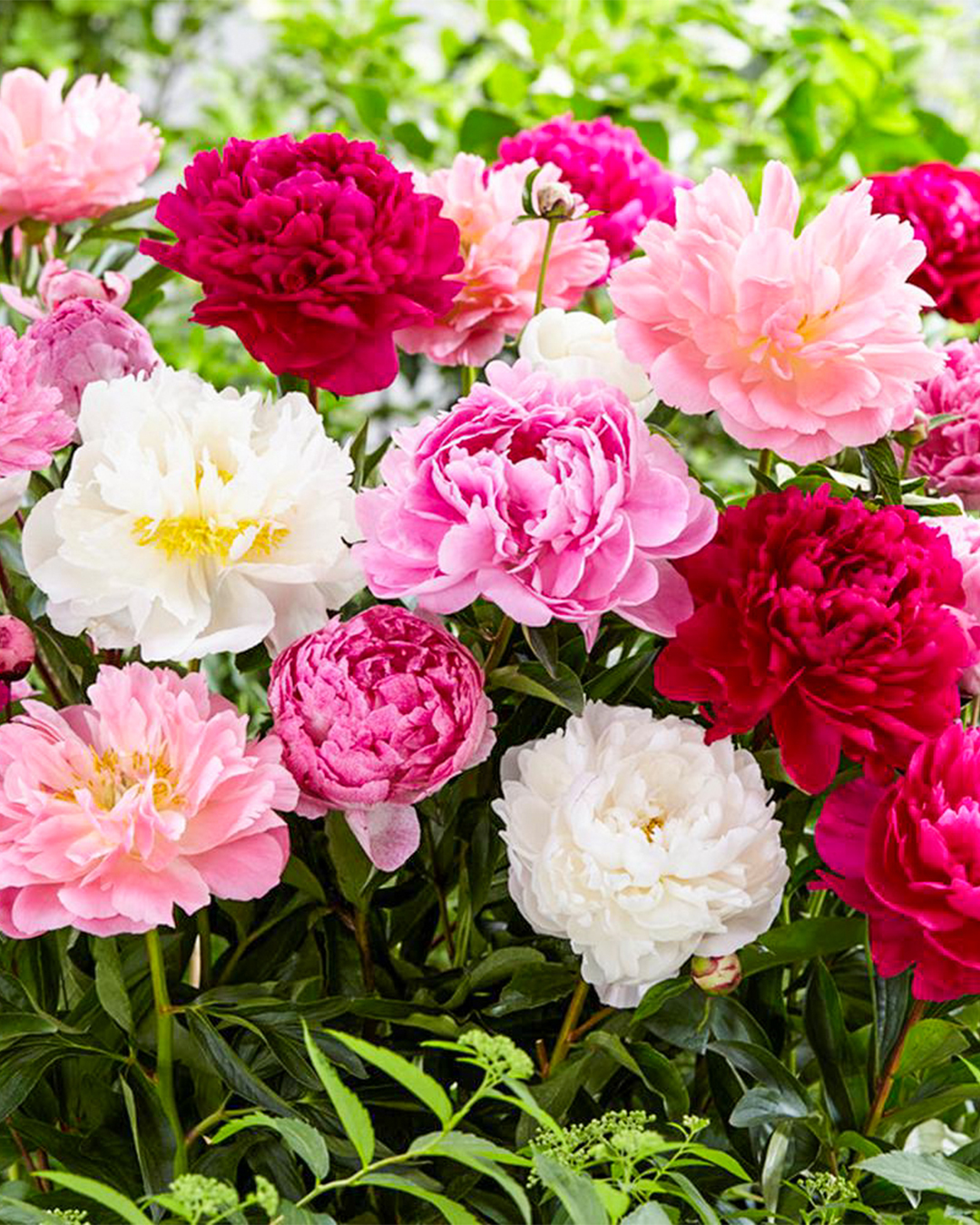 Peony Mixed