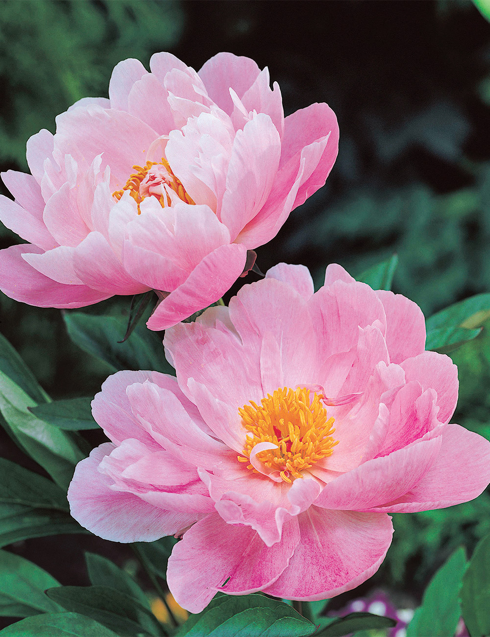 Peony 'Nymphe'