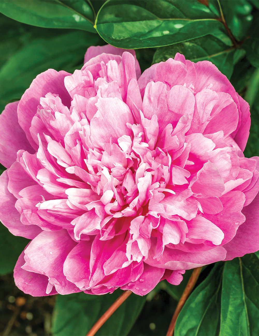 Peony 'Pink Parfait'