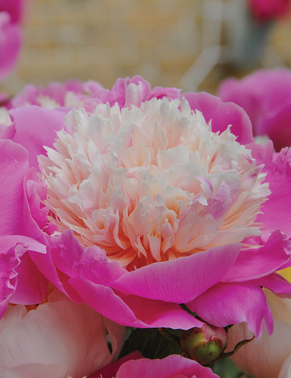Peony 'Pink Twinkle'