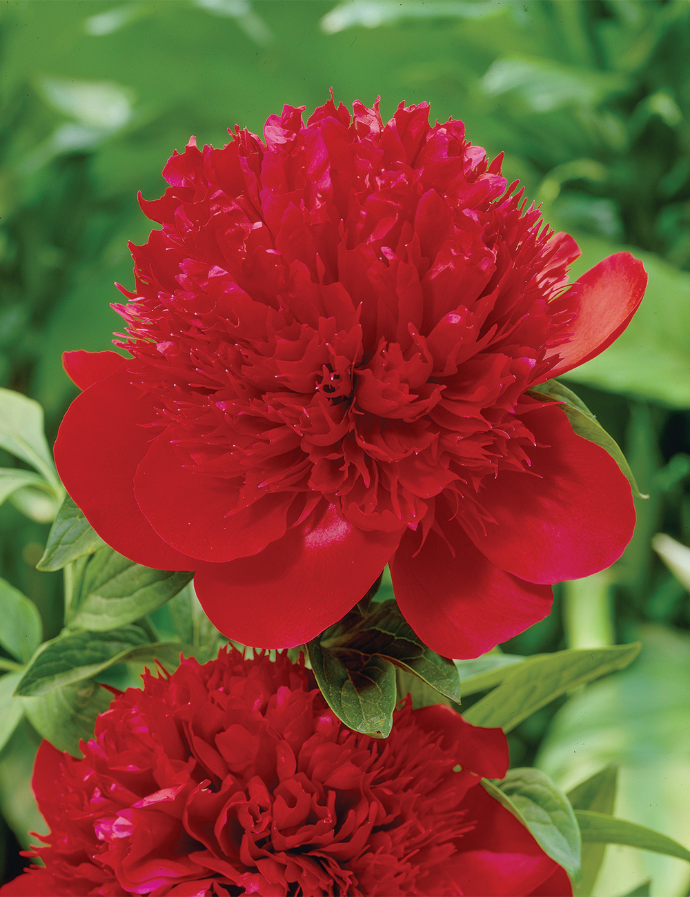 Peony 'Red Charm'