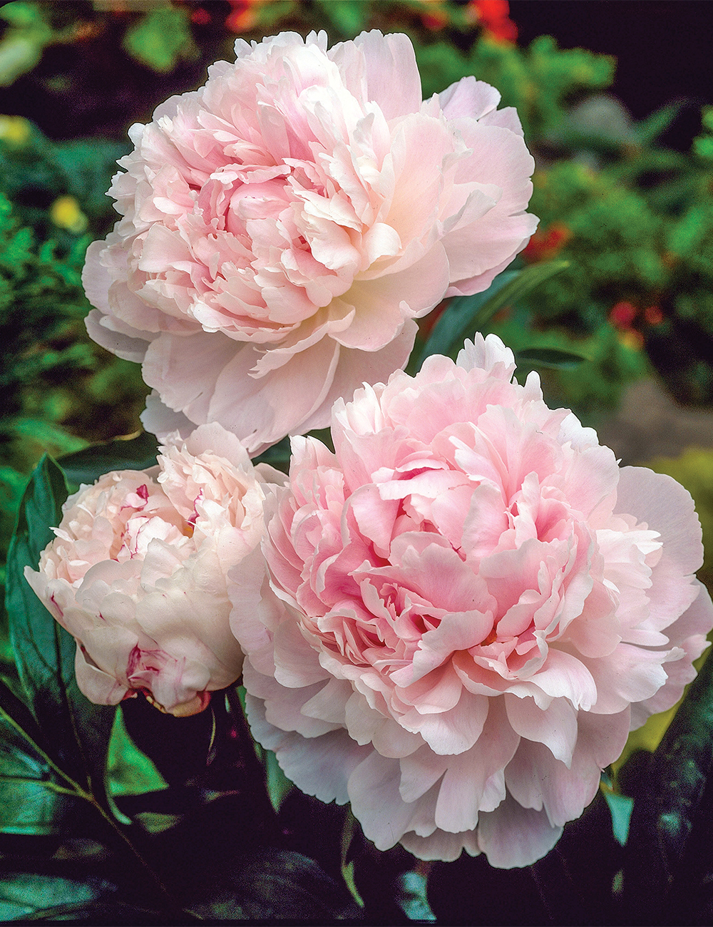 Peony 'Shirley Temple'