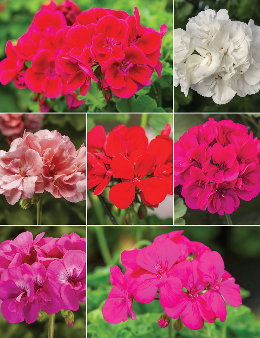 Ivy Leafed Geranium Collection
