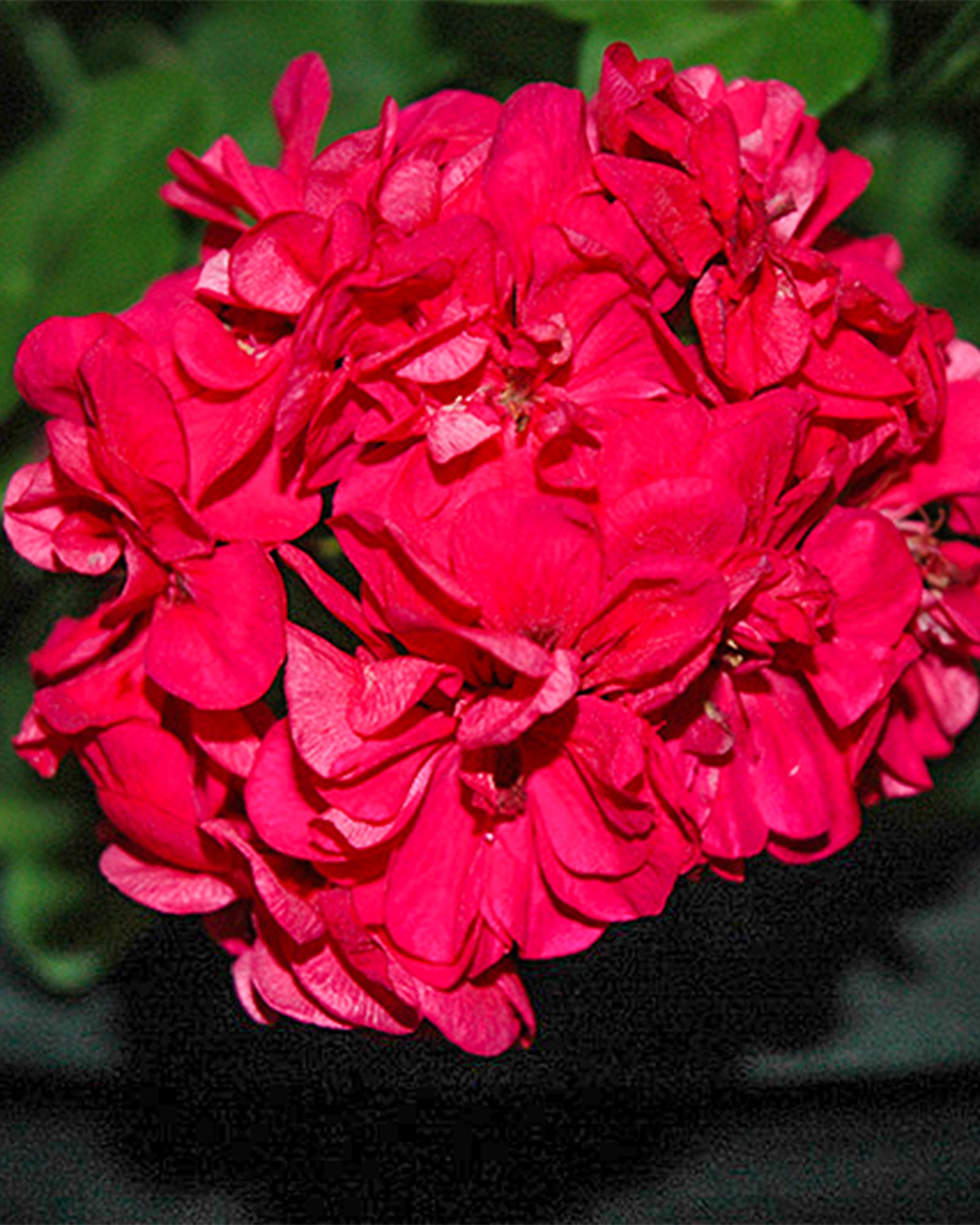 Ivy Leaf Geranium Great Balls of Fire Deep Rose