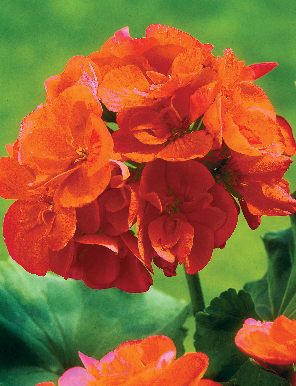 Zonal Leafed Geranium Savannah 'Oh So Orange'