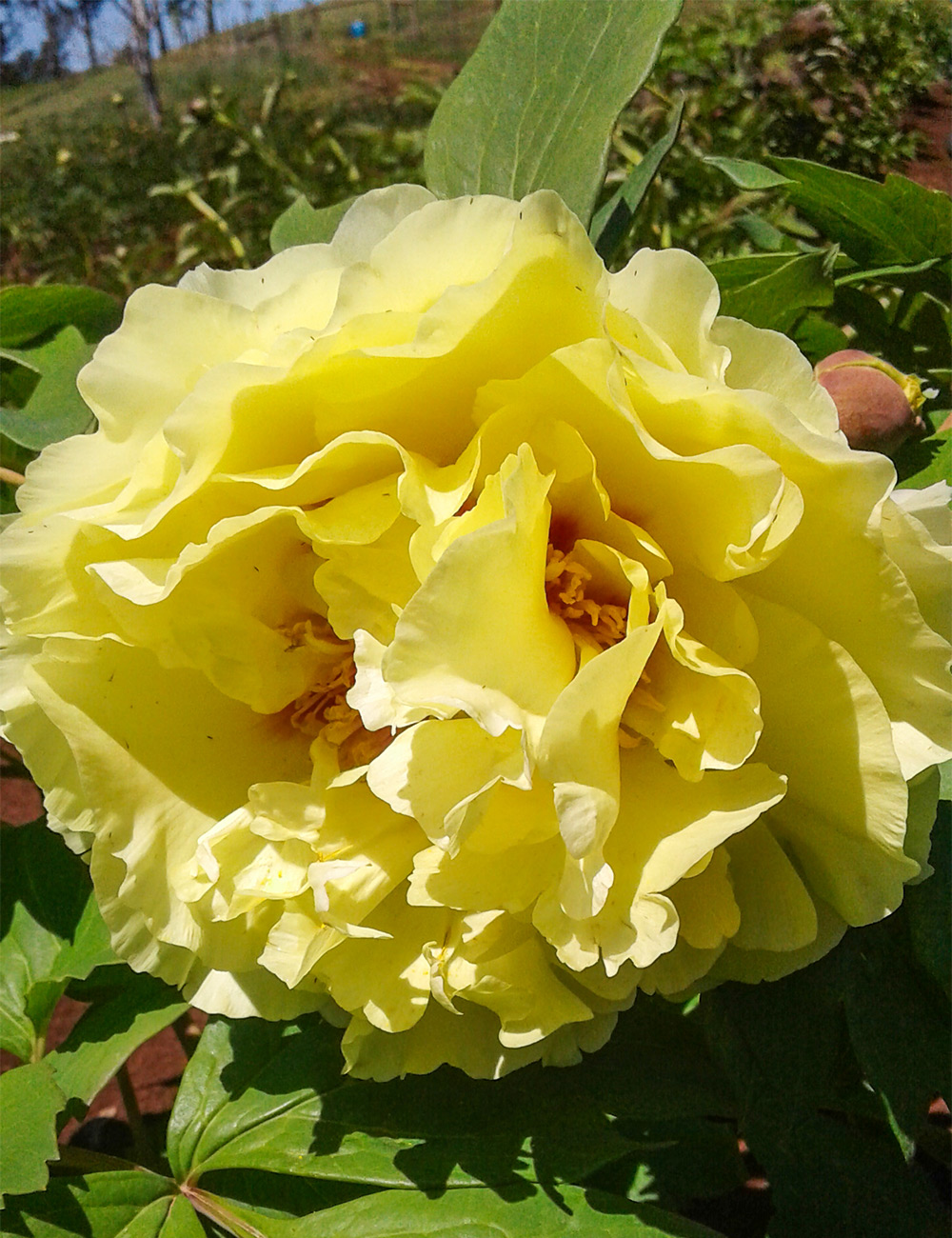 Tree Peony 'Arcadia'