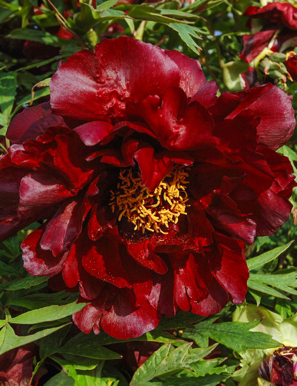 Tree Peony 'Black Panther'