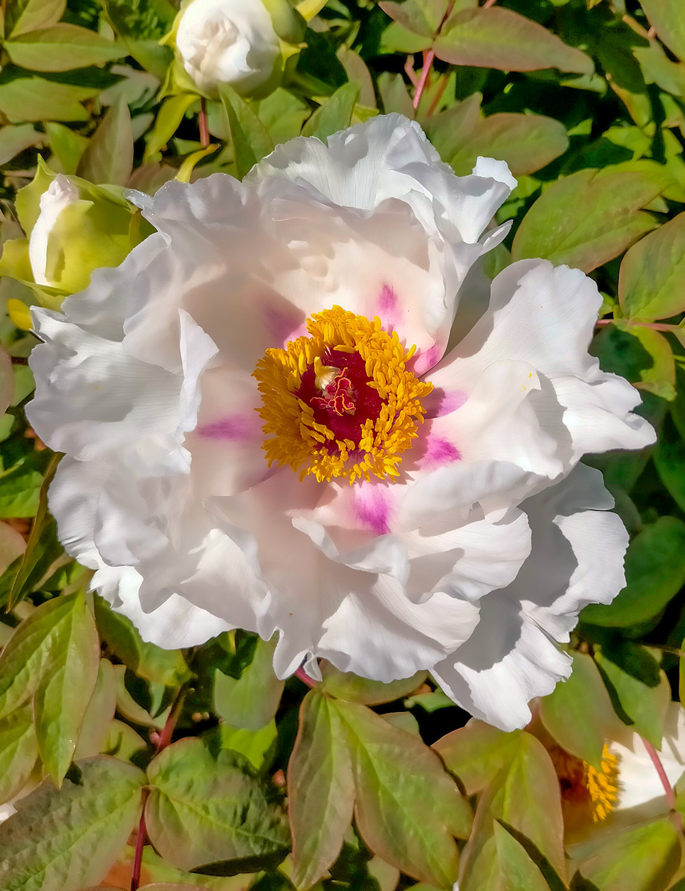 Tree Peony 'Hakuoh Jishi'