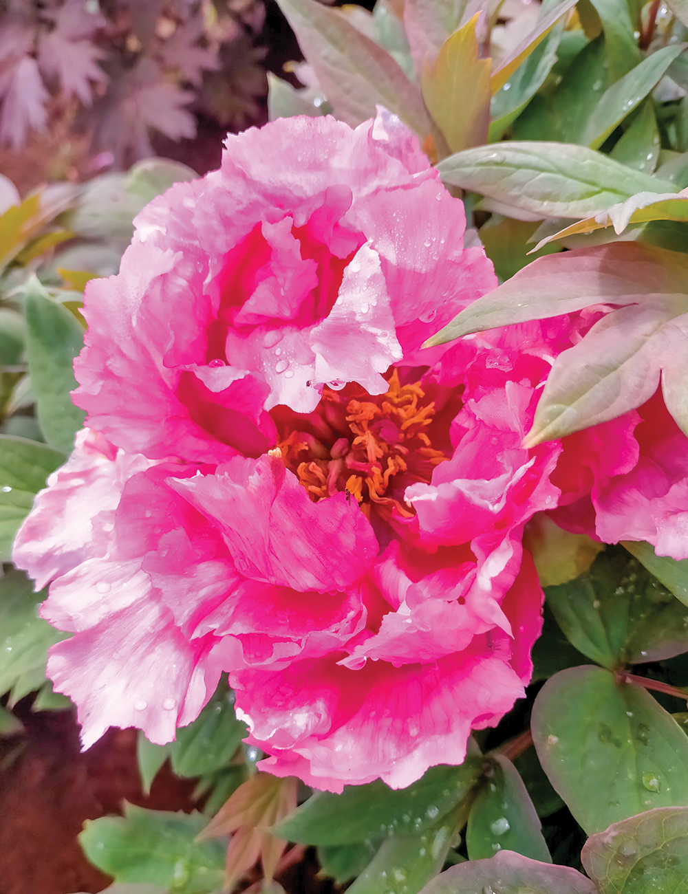 Tree Peony 'Mikasayama'