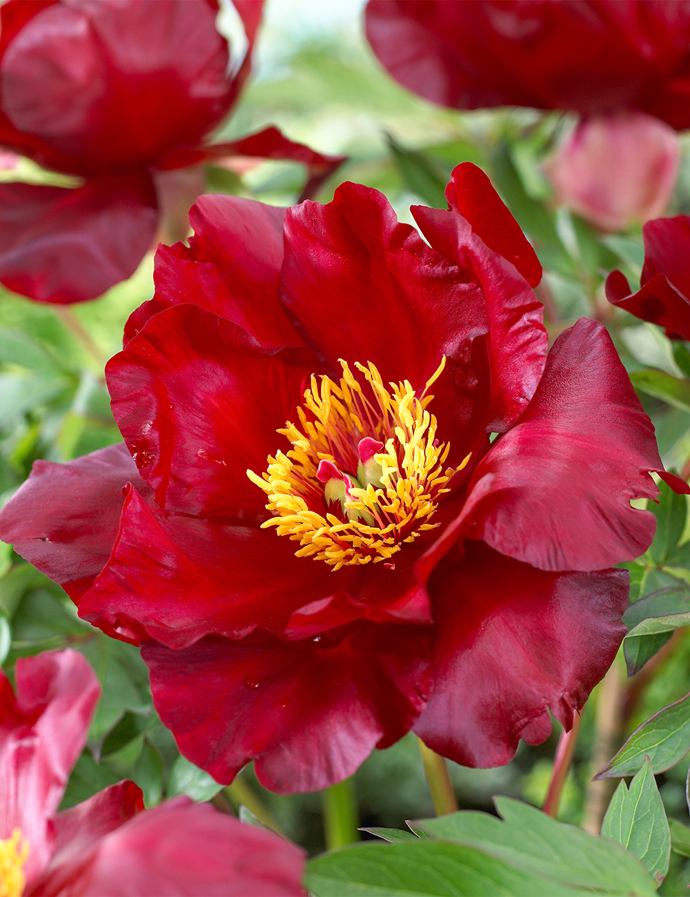 Tree Peony 'Hephestos'
