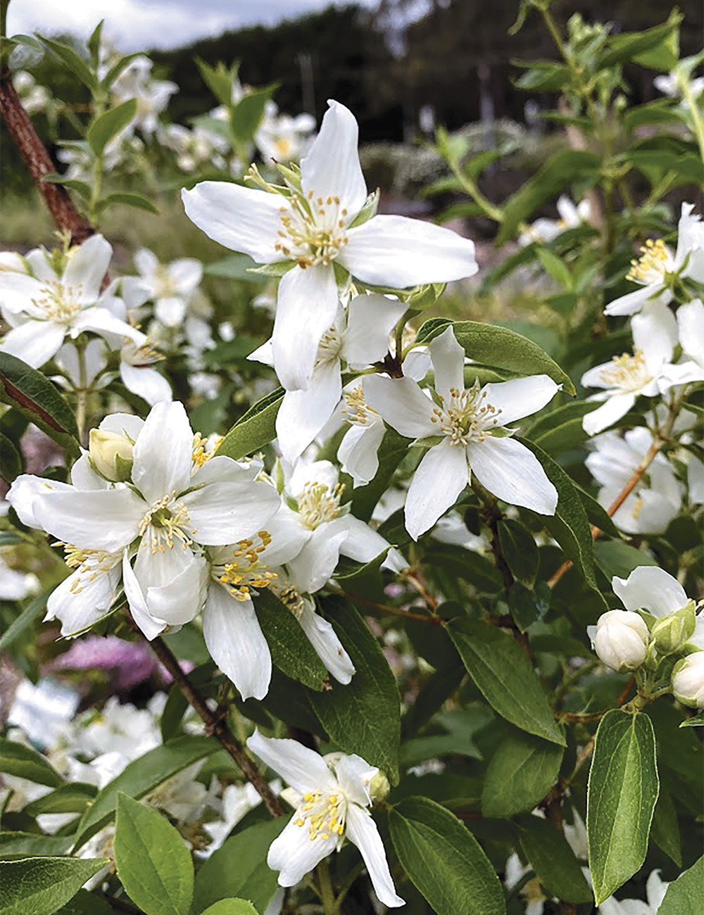 Philadelphus Fragrant Star
