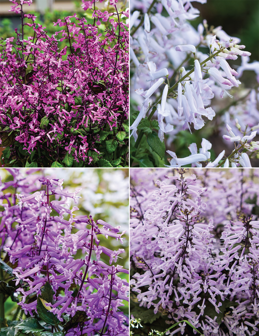 Plectranthus Collection