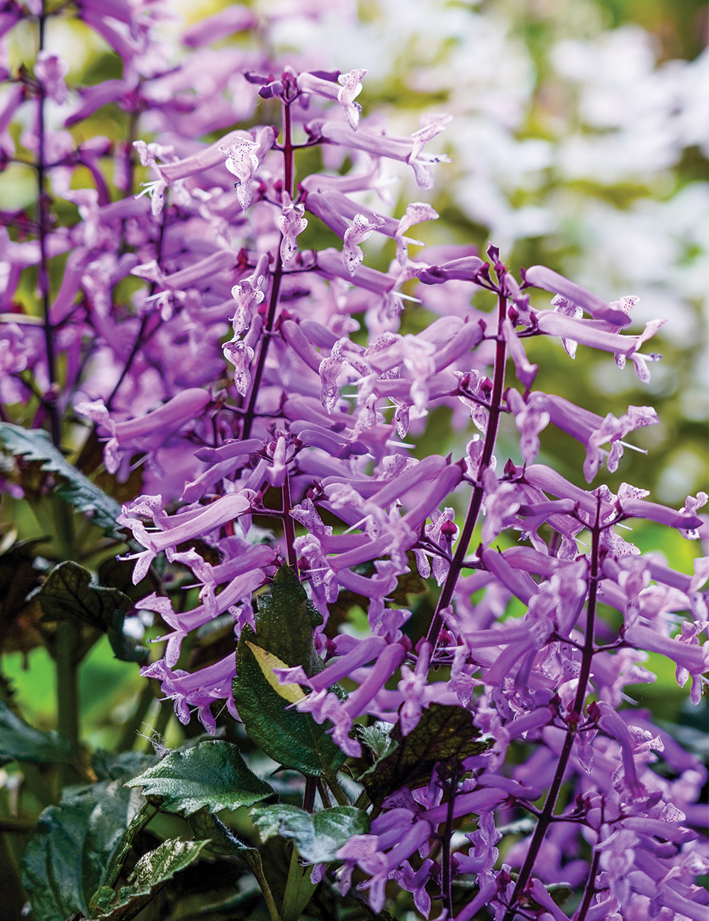 Plectranthus 'Mona Amethyst'