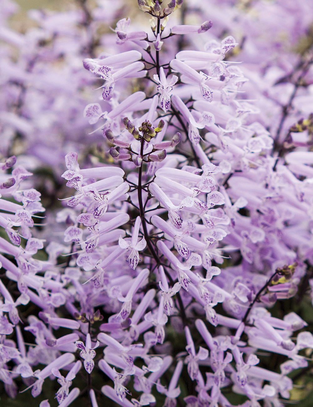 Plectranthus 'Mona Lavender'