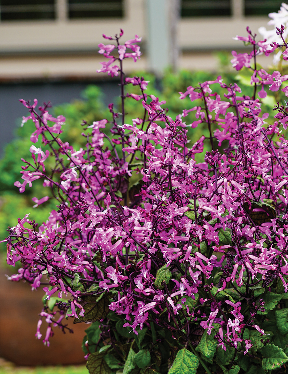 Plectranthus 'Mona Pink'