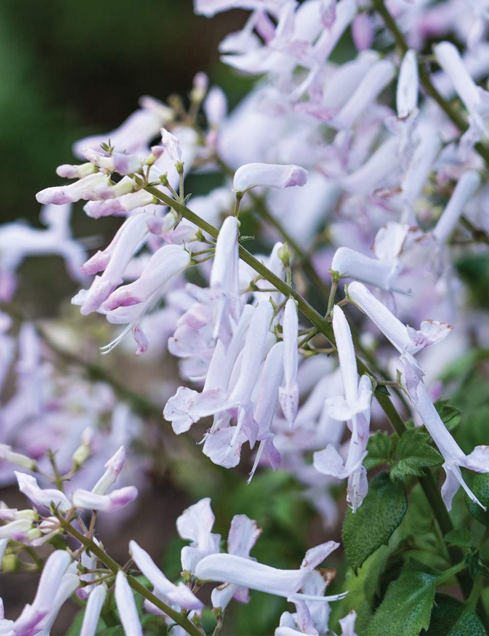 Plectranthus 'Mona White'