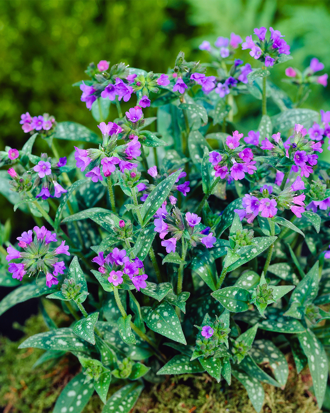 Pulmonaria Little Star