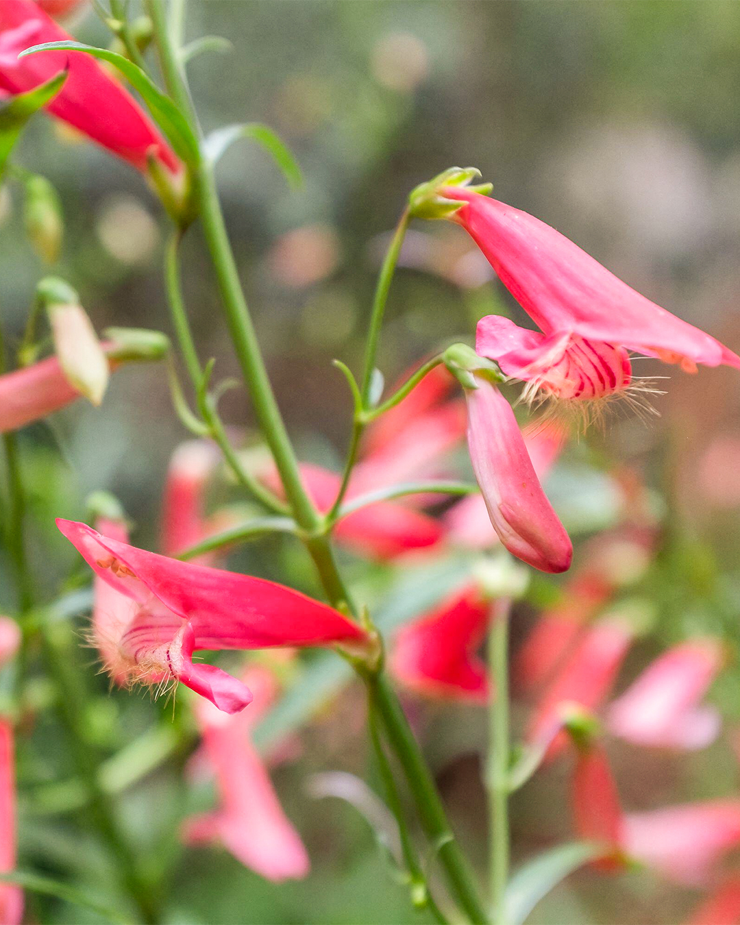Penstemon Coccineus