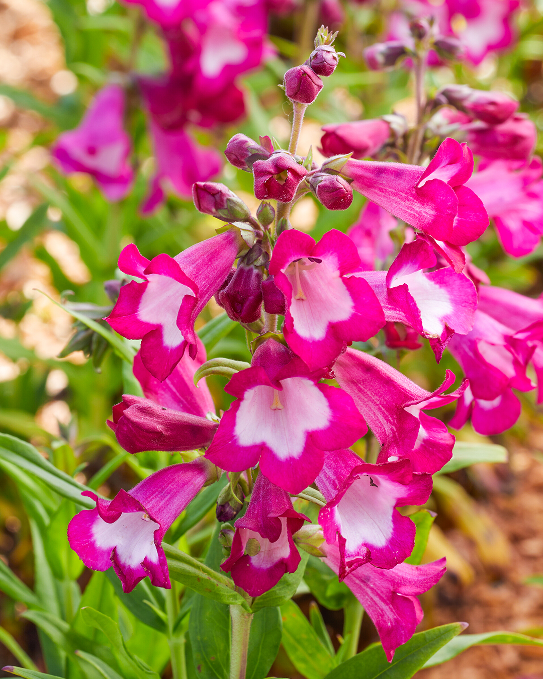 Penstemon Pep Talk Cerise