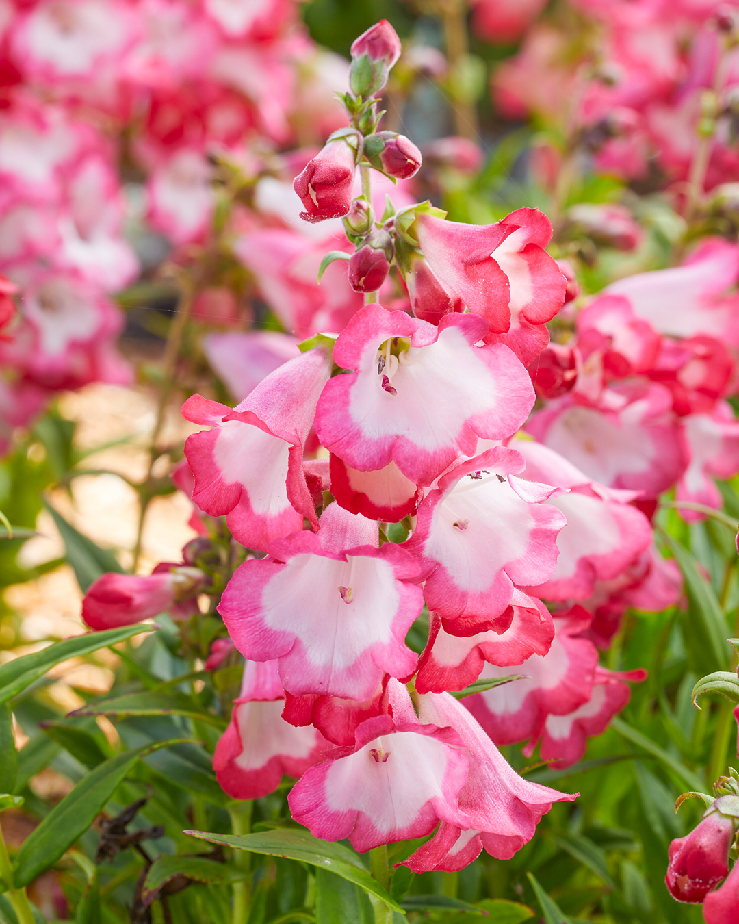 Penstemon Pep Talk Hot Pink