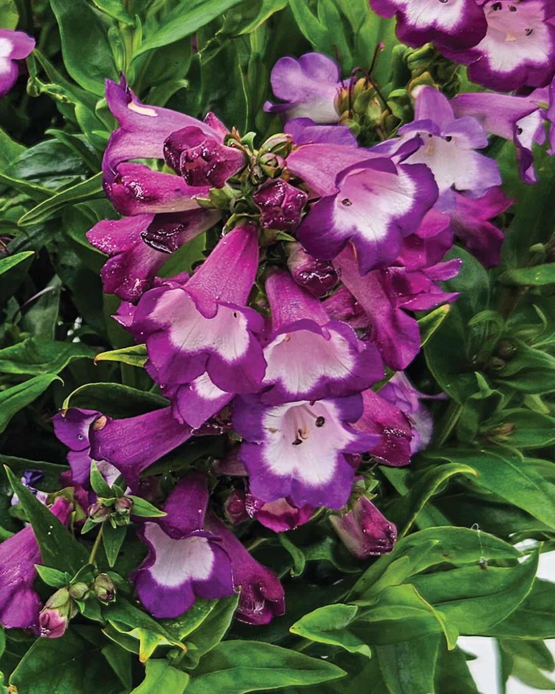 Penstemon Pep Talk Purple