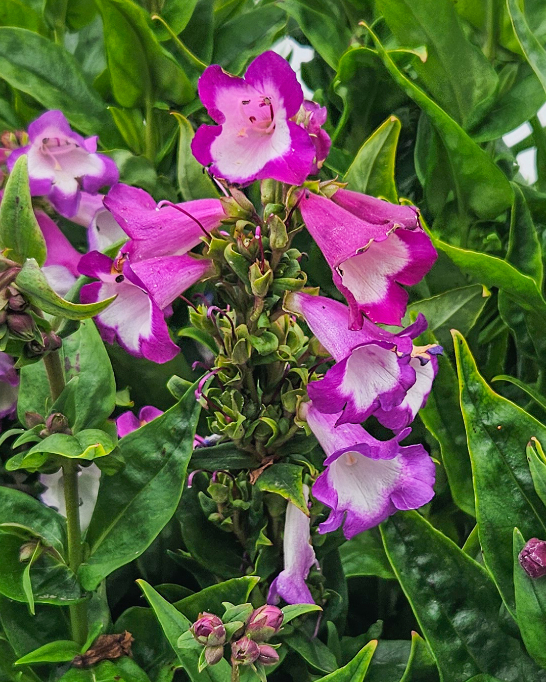 Penstemon Pep Talk Mauve