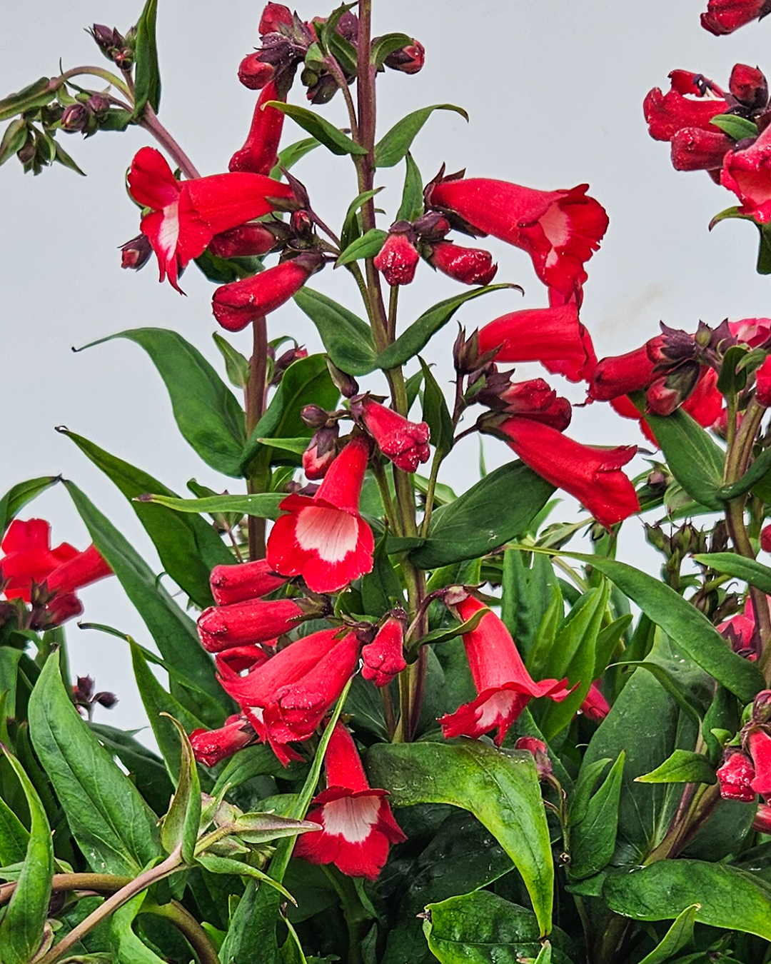 Penstemon Pep Talk Red