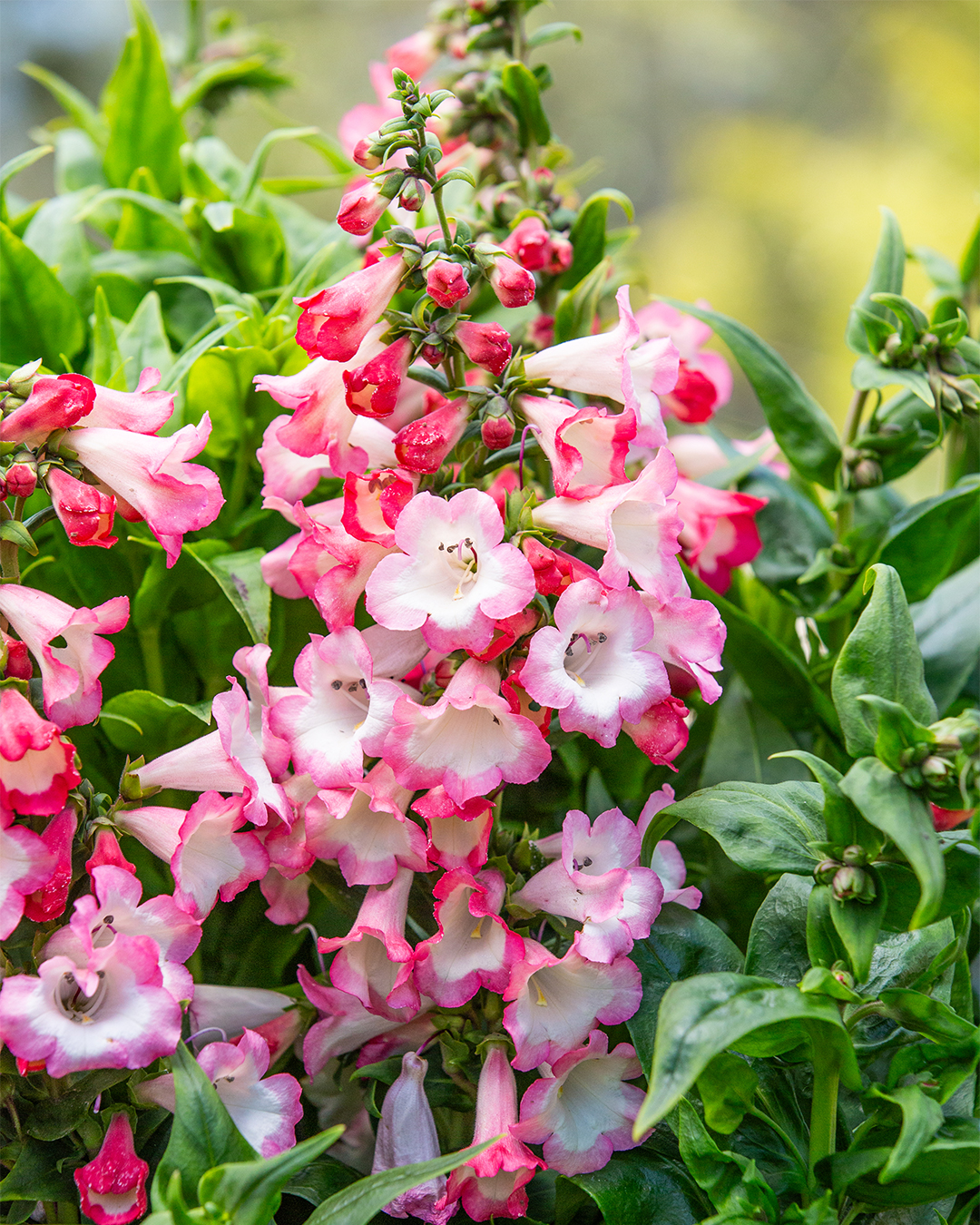 Penstemon Pep Talk Pretty Pink