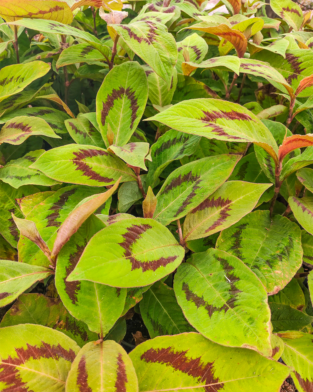 Persicaria 'Lance Corporal'