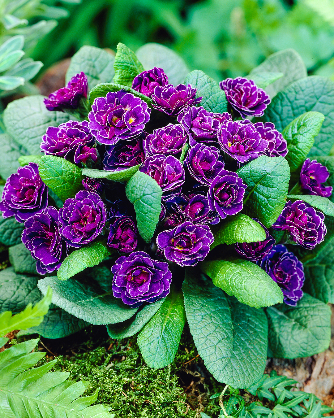 Primula Miss Indigo
