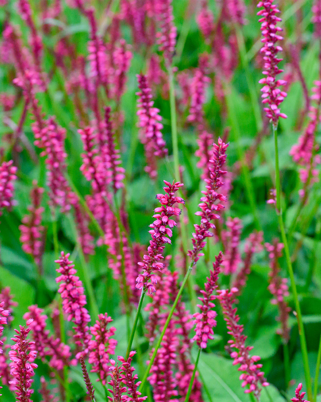 Persicaria 'Amethyst Summer'