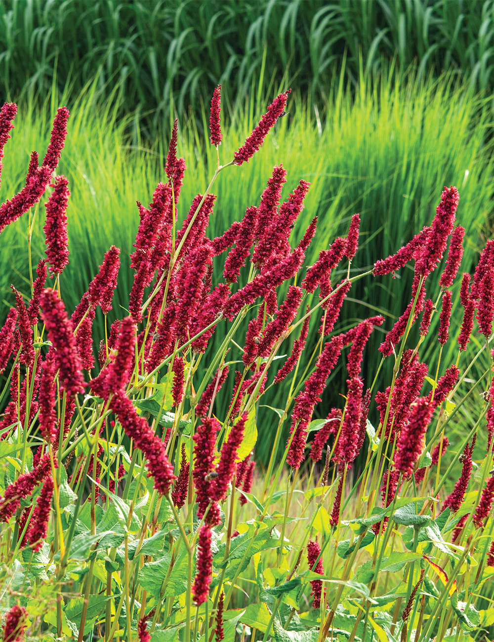 Persicaria Fat Domino