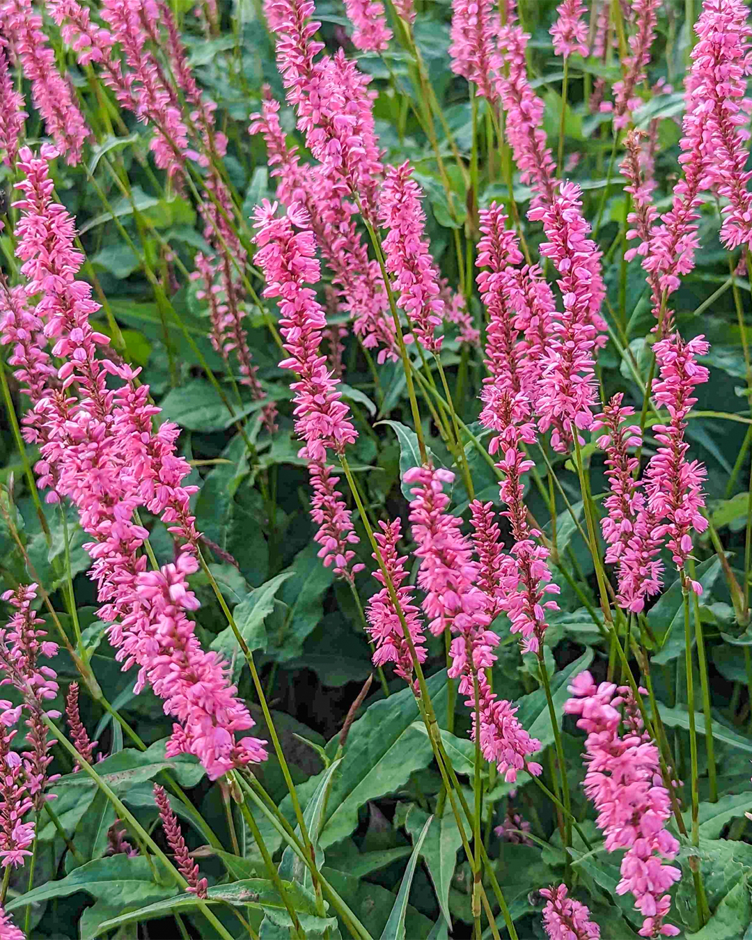 Persicaria 'Flamingo Feathers'