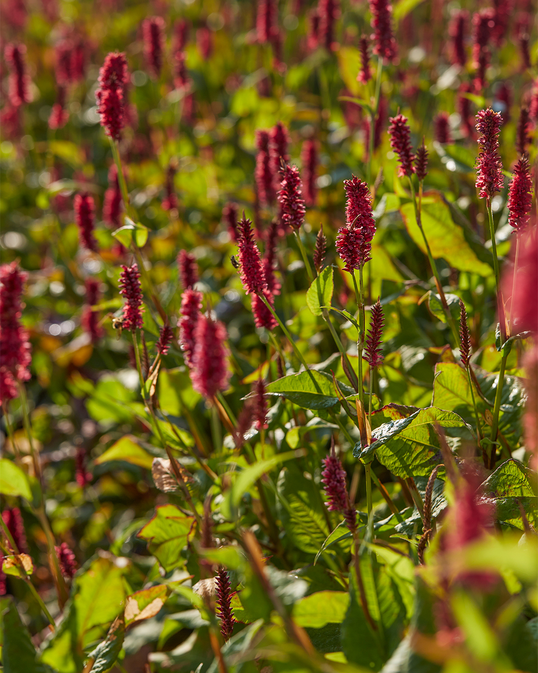 Persicaria 'JS Calor'