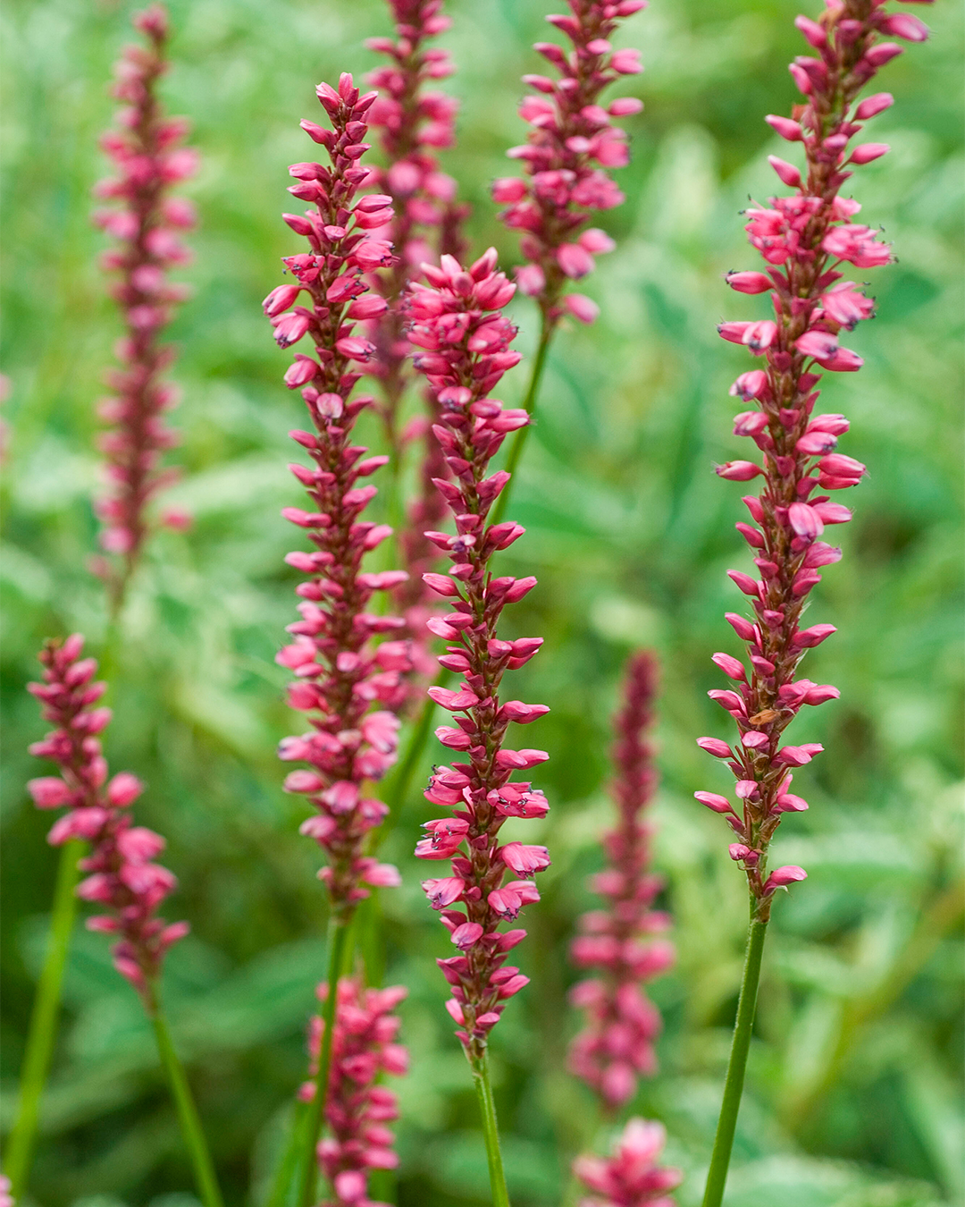 Persicaria Summer Dance