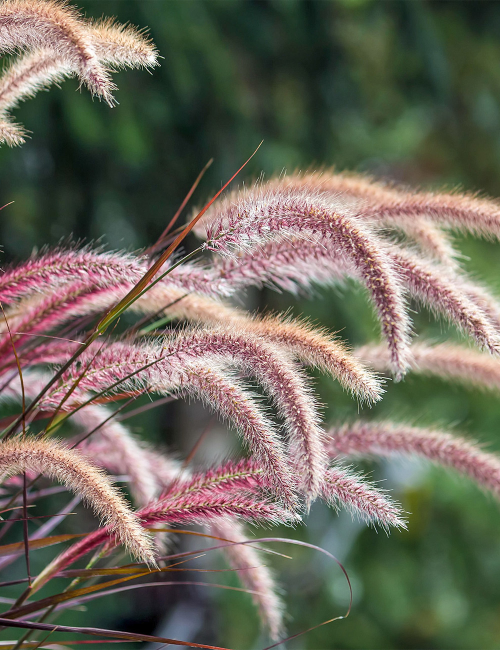 Purple Fountain Grass 'Red Riding Hood'
